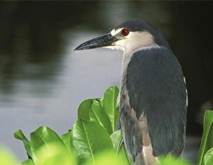 USA, Hawaii, Big Island, North Kona, Night Heron