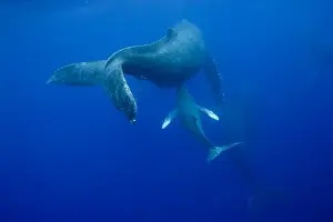 Images Dated 29th February 2008: USA, Hawaii, Big Island, Underwater view of Humpback Whale calf (Megaptera novaengliae)