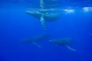 USA, Hawaii, Big Island, Underwater view of Humpback Whale Cow and Calf (Megaptera