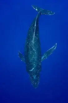 Images Dated 29th February 2008: USA, Hawaii, Big Island, Underwater view of Humpback Whale (Megaptera novaengliae)
