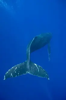Images Dated 29th February 2008: USA, Hawaii, Big Island, Underwater view of Humpback Whale (Megaptera novaengliae)