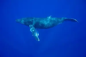 Images Dated 5th March 2008: USA, Hawaii, Big Island, Underwater view of Humpback Whale (Megaptera novaengliae)
