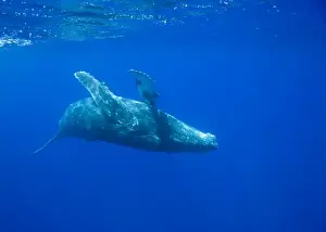 USA, Hawaii, Big Island, Underwater view of Humpback Whale (Megaptera novaengliae)