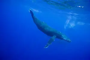 Images Dated 29th February 2008: USA, Hawaii, Big Island, Underwater view of Humpback Whale (Megaptera novaengliae)