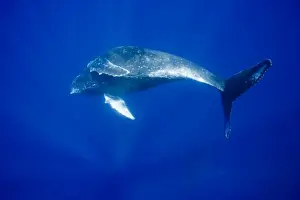 Images Dated 5th March 2008: USA, Hawaii, Big Island, Underwater view of Humpback Whale (Megaptera novaengliae)