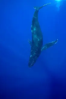 Images Dated 29th February 2008: USA, Hawaii, Big Island, Underwater view of Humpback Whale (Megaptera novaengliae)