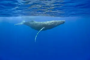 Kailua Prints: USA, Hawaii, Big Island, Underwater view of Humpback Whales (Megaptera novaengliae)