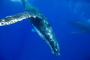 Images Dated 29th February 2008: USA, Hawaii, Big Island, Underwater view of Humpback Whales (Megaptera novaengliae)