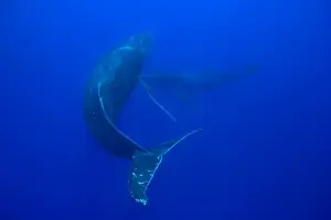 Images Dated 29th February 2008: USA, Hawaii, Big Island, Underwater view of Humpback Whales (Megaptera novaengliae)