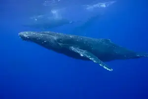 USA, Hawaii, Big Island, Underwater view of Humpback Whales (Megaptera novaengliae)