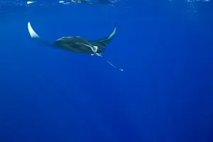 USA, Hawaii, Big Island, Underwater view of Manta Ray (Manta birostris) swimming