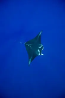 Kailua Prints: USA, Hawaii, Big Island, Underwater view of Manta Ray (Manta birostris) swimming