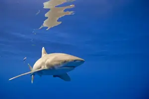 USA, Hawaii, Big Island, Underwater view of Oceanic White Tip Shark (Carcharhinus