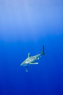 Kailua Prints: USA, Hawaii, Big Island, Underwater view of Oceanic White Tip Shark (Carcharhinus