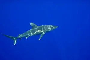 Images Dated 3rd March 2008: USA, Hawaii, Big Island, Underwater view of Oceanic White Tip Shark (Carcharhinus
