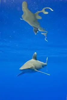 Images Dated 3rd March 2008: USA, Hawaii, Big Island, Underwater view of Oceanic White Tip Shark (Carcharhinus
