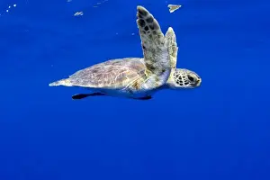 Day Light Prints: USA, Hawaii, Big Island, Underwater view of small endangered Green Sea Turtle (Chelonia