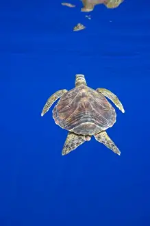 USA, Hawaii, Big Island, Underwater view of small endangered Green Sea Turtle (Chelonia
