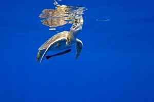 USA, Hawaii, Big Island, Underwater view of small endangered Green Sea Turtle (Chelonia
