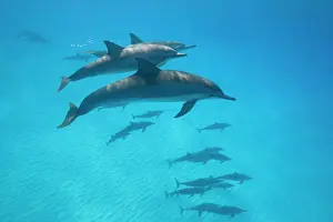 USA, Hawaii, Big Island, Underwater view of Spinner Dolphins (Stenella longirostris)
