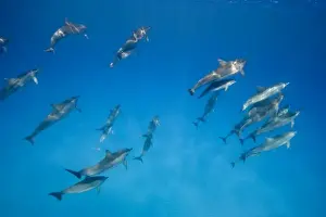 Kailua Prints: USA, Hawaii, Big Island, Underwater view of Spinner Dolphins (Stenella longirostris)