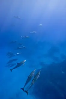 Images Dated 2nd March 2008: USA, Hawaii, Big Island, Underwater view of Spinner Dolphins (Stenella longirostris)