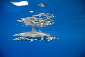 Images Dated 2nd March 2008: USA, Hawaii, Big Island, Underwater view of Spinner Dolphins (Stenella longirostris)
