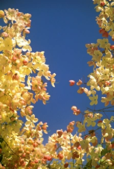 USA, Hawaii. Detail of colorful leaves