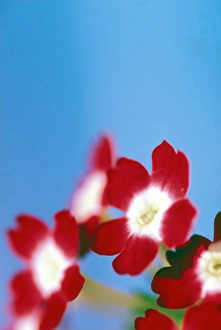 USA, Hawaii. Flower detail