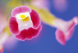 Elan Sunstar Prints: USA, Hawaii. Flower detail