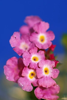 Images Dated 27th March 2009: USA, Hawaii. Flower detail