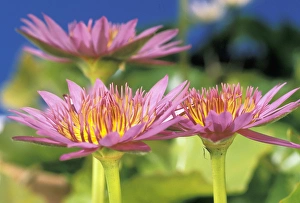 Elan Sunstar Prints: USA, Hawaii. Flower details