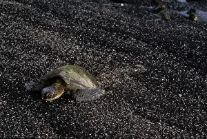 USA, Hawaii, Green Sea Turtle