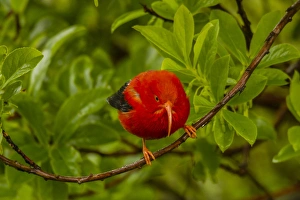 USA, Hawaii, Hakalau Forest National Wildlife Refuge. Close-up of iiwi bird on ohia tree limb