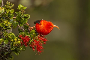 Images Dated 22nd February 2013: USA, Hawaii, Hakalau Forest National Wildlife Refuge. Close-up of iiwi bird on ohia tree
