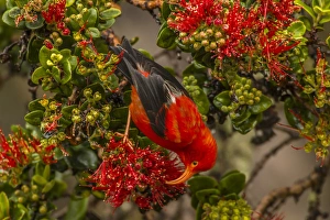 USA, Hawaii, Hakalau Forest National Wildlife Refuge