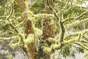 Images Dated 21st March 2018: USA, Hawaii, Hakalau Forest National Wildlife Refuge. Moss-covered tree. Credit as