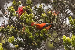 USA, Hawaii, Hakalau Forest National Wildlife Refuge. I iwi feeding on ocala