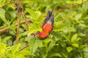 Images Dated 21st March 2018: USA, Hawaii, Hakalau Forest National Wildlife Refuge. I iwi feeding on flower