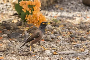 Ground Prints: USA, Hawaii, Hapuna Beach State Park. Common myna bird on ground