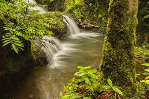 Moss Gallery: USA, Hawaii, Hawaii Tropical Botanical Garden