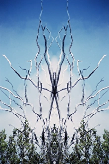 Images Dated 22nd December 2014: USA, Hawaii, Hawaii Volcanoes National Park. Montage of dead trees and regrowth. Credit as