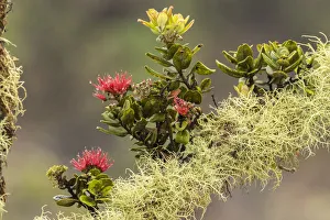 Images Dated 23rd March 2018: USA, Hawaii, Hawaii Volcanoes National Park. Ohia blossoms on mossy limb. Credit as