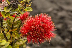Images Dated 23rd March 2018: USA, Hawaii, Hawaii Volcanoes National Park. Ohia blossoms in the rain. Credit as