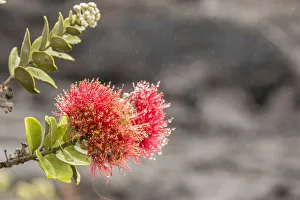 Images Dated 23rd March 2018: USA, Hawaii, Hawaii Volcanoes National Park. Ohia blossoms in the rain. Credit as