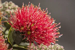 Images Dated 23rd March 2018: USA, Hawaii, Hawaii Volcanoes National Park. Ohia blossoms in the rain. Credit as