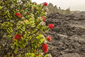 USA, Hawaii, Hawaii Volcanoes National Park. Ohia blossom and lava rock. Credit as USA, Hawaii, Hawaii Volcanoes National Park. Ohia blossom and lava rock. Credit as