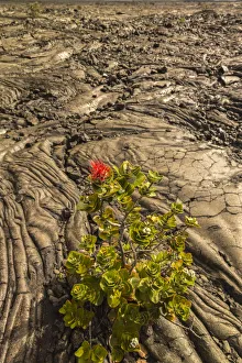 USA, Hawaii, Hawaii Volcanoes National Park. Ohia blossom and lava rock. Credit as