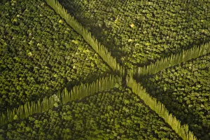 Images Dated 22nd August 2008: USA, Hawaii, Hilo. Aerial view of Macdamia Nut Farm trees