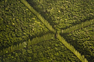 Hawaii Prints: USA, Hawaii, Hilo. Aerial view of Macdamia Nut Farm trees